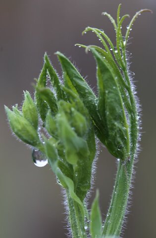 Le jardin comme exutoire (16)