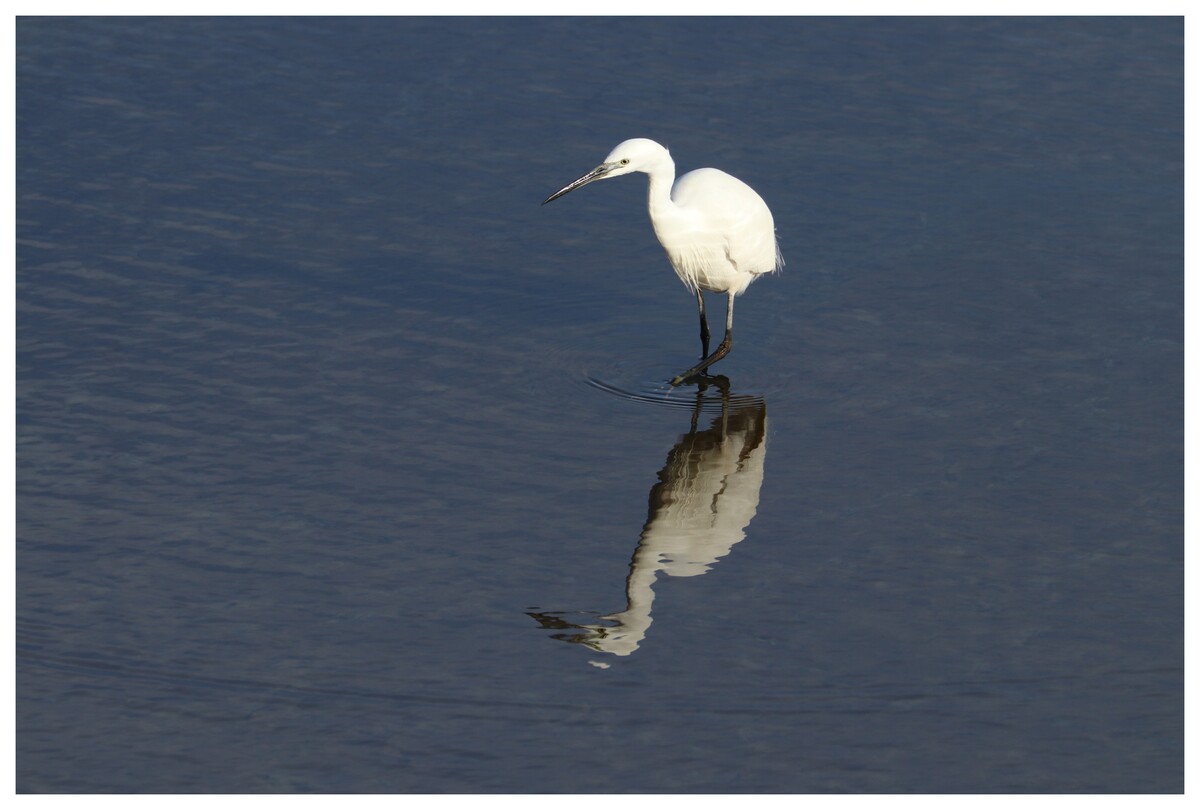 Aigrette garzette