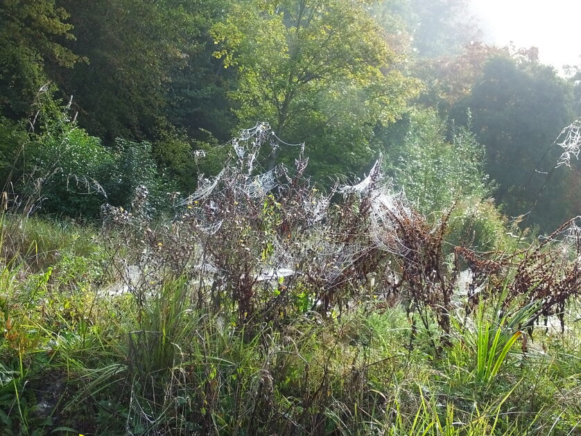 Balade entre soleil et brume