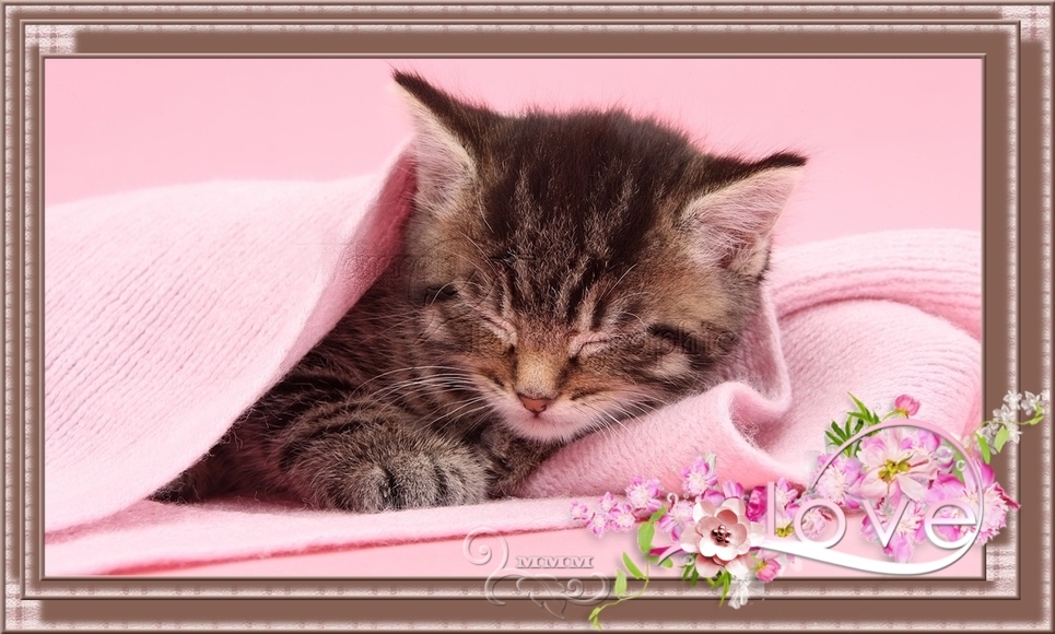 CAPAS-MMM-688-41353-Cute-tabby-kitten-6-weeks-old-sleeping-under-a-pink-scarf.jpg
