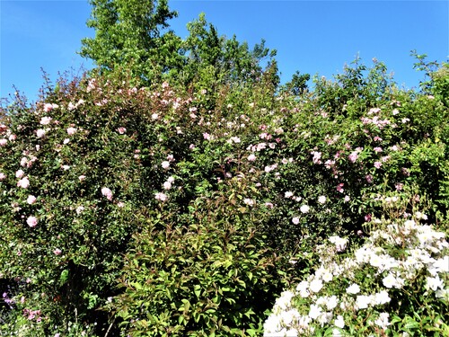 Les roses sont de retour (4ème partie)