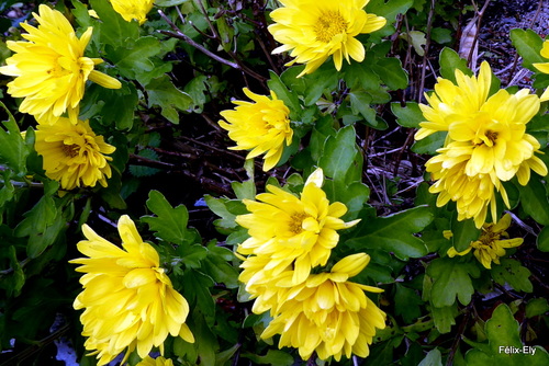 Encore des fleurs jaunes !