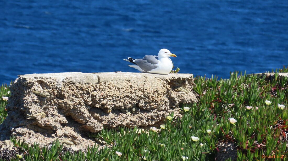 la presqu'île de Giens - 10