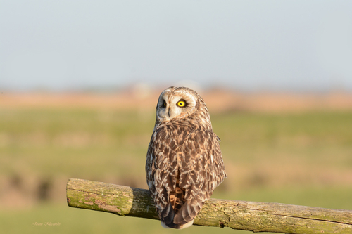 Quand Monsieur Hibou se prête à la séance photos....