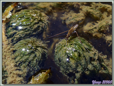 Jeunes gerris (punaises aquatiques faussement appelées araignées d'eau) et alevins de deux jours - Lartigau - Milhas - 31