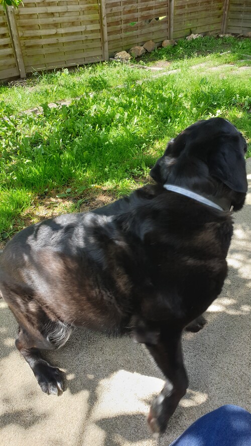 Chien rencontré au détour d'un chemin