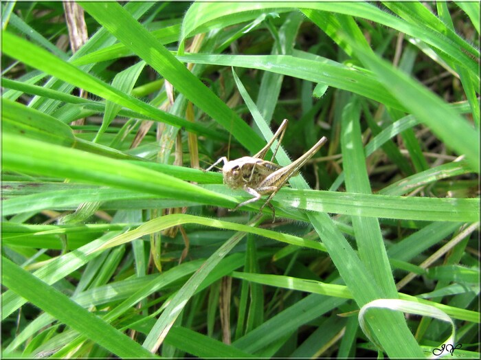 Platycleis tessellata.