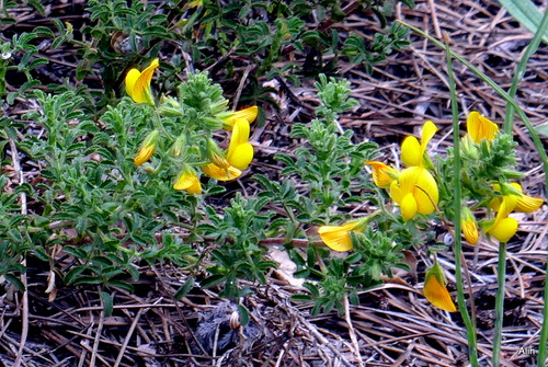 Le temps des fleurs jaunes !