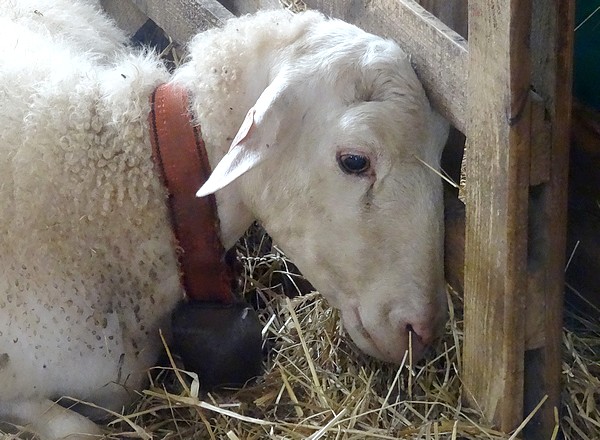 Les "Mardis Découvertes" de l'OTPC nous ont fait connaître l'élevage ovin de la ferme du Conclois