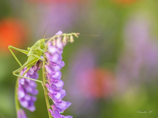  De très belles photos d'insectes réalisées par Claudie Hardouin...