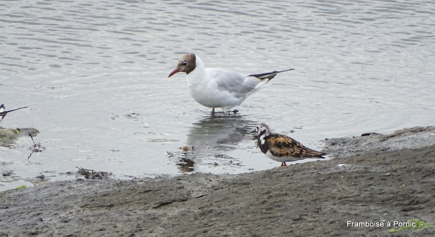 Oiseaux du littoral en septembre 