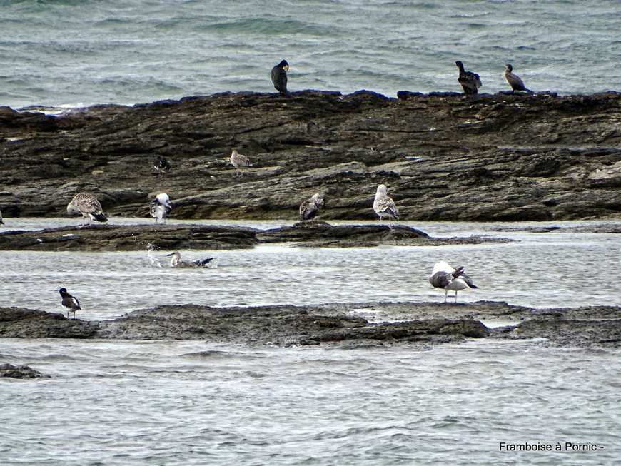 Oiseaux du littoral en septembre 