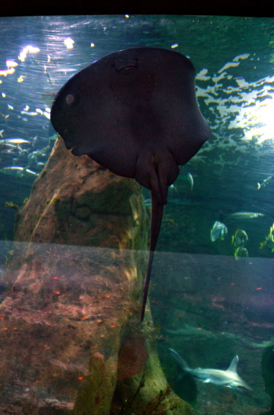 Biarritz : visite de l'aquarium