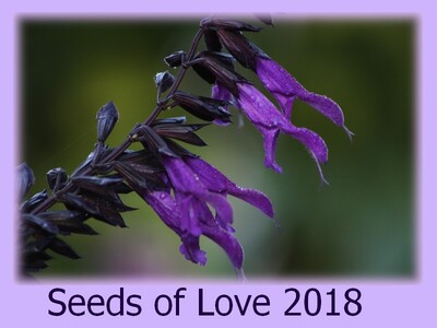 Seeds of Love