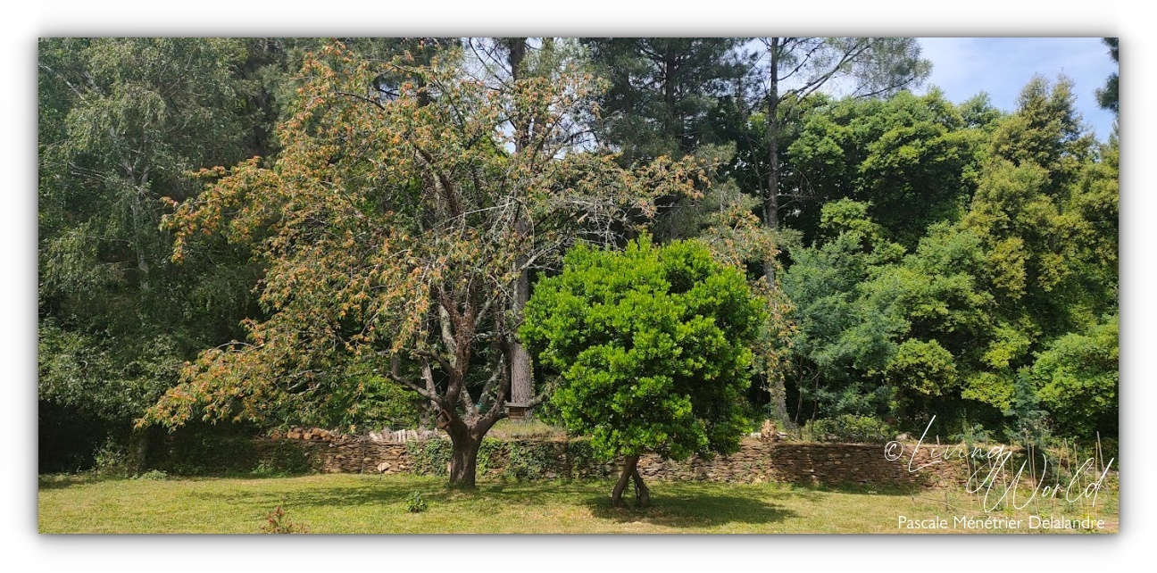 30 05 2022 - Les arbres 