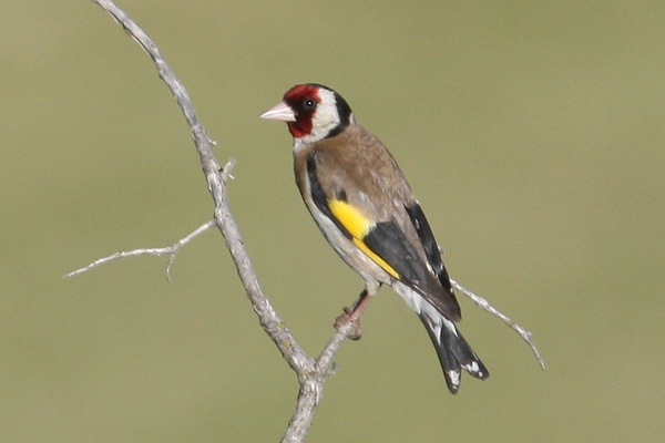 Chardonneret élégant, au hameau de Glaise