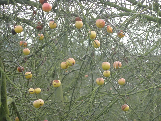 Mildéfis n° 216 - Des fruits sur un arbre