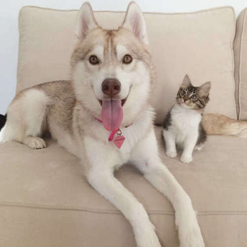  (-*♥*-)  Un chaton est adopté par des huskys et fait maintenant partie de leur famille  (-*♥*-)