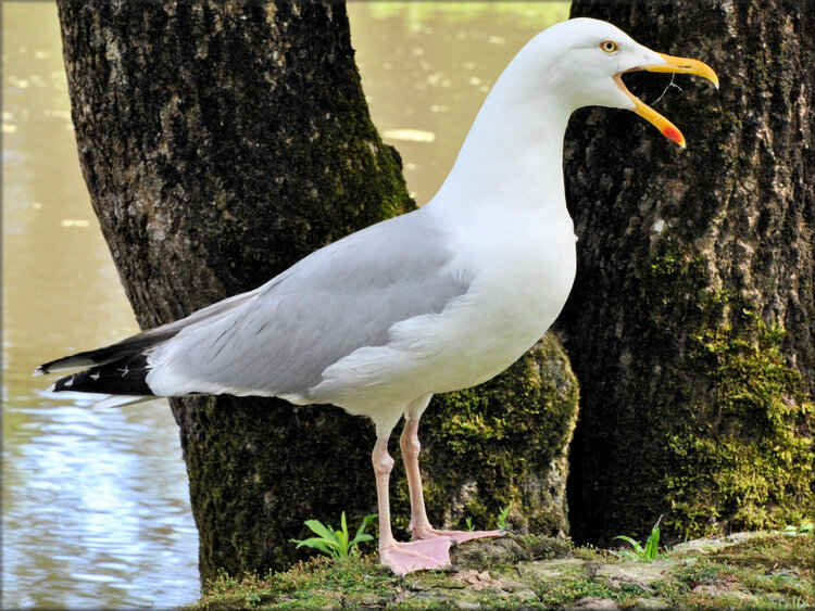 Photo de Goéland cendré - Marais aux Oiseaux