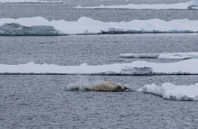 L'ours nageur... encore lui