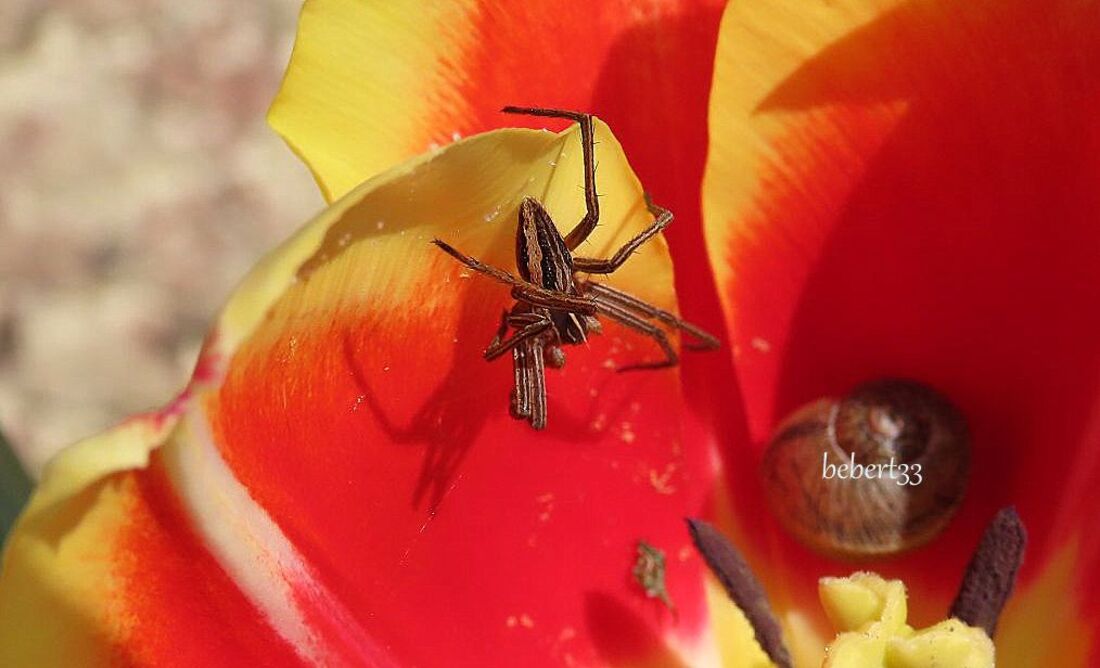 des bébêtes sur nos fleurs  !