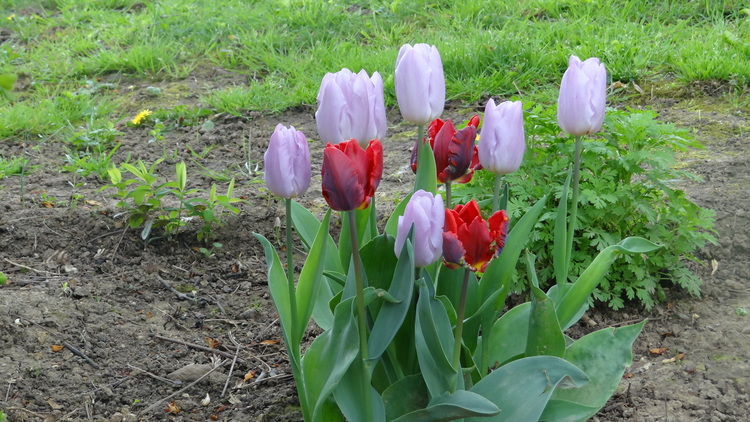 Les Tulipes