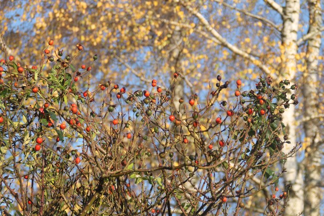 Novembre douceur