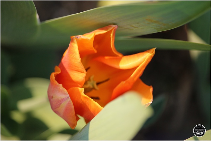 Mes tulipes