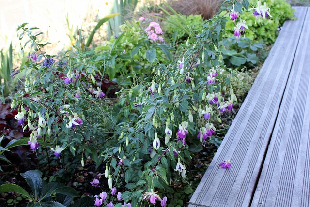 fuchsia 'Blue Sarah'