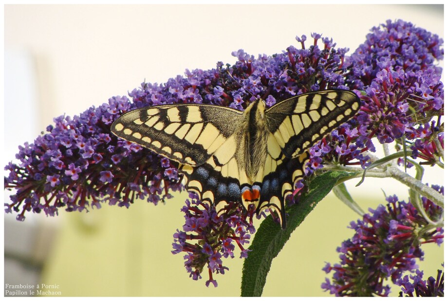 Papillon le Machaon 