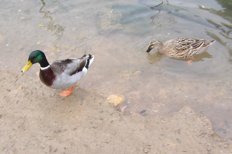 Les canards de Balaruc...