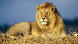 Le lion ! 