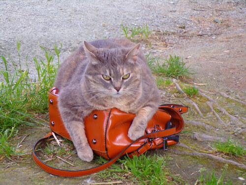 Moment sympa à Chat Village