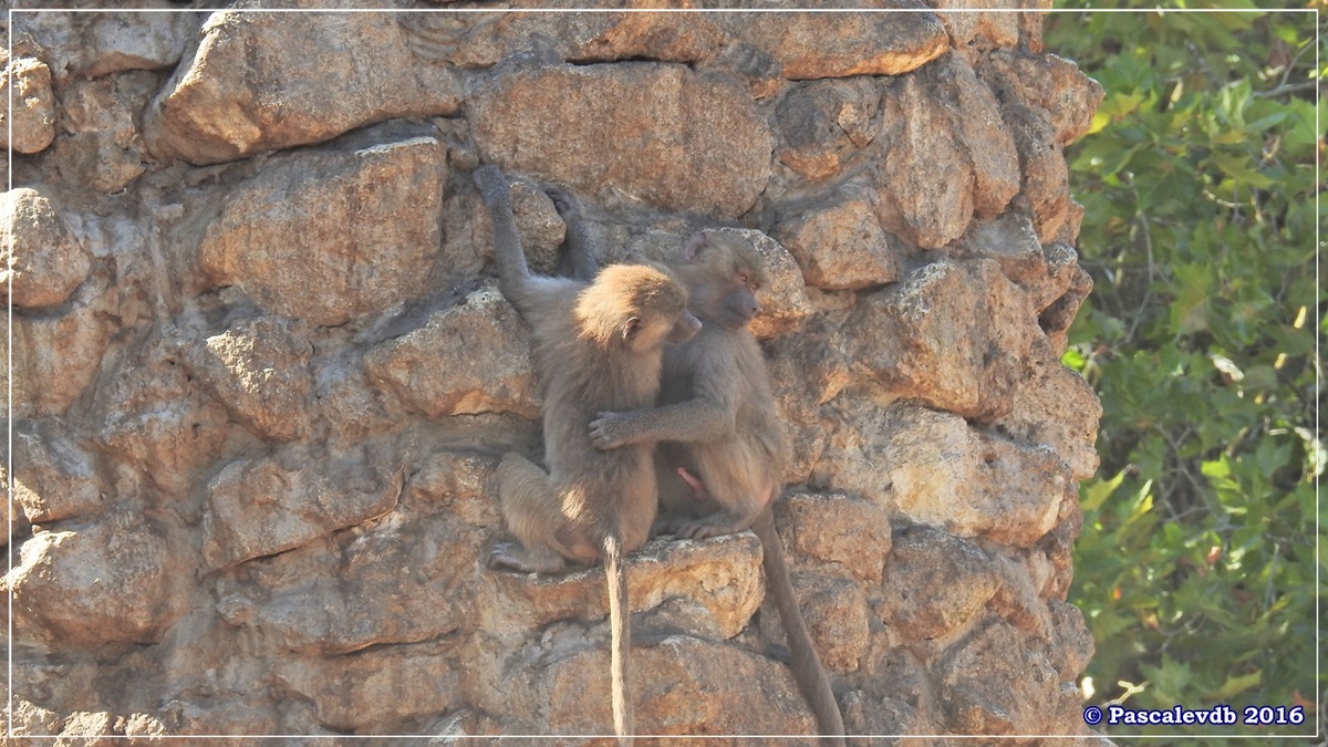 Zoo du Bassin d'Arcachon - Août 2016 - 12/15