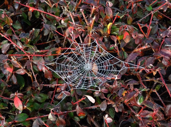 Pour fêter le nouvel an, les araignées de mon jardin ont réalisé de superbes toiles givrées !
