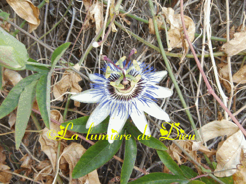 Le symbole des fleurs : la passiflore