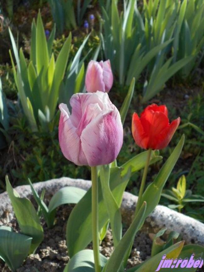 a tulipe un bulbe et une fleur mythique
