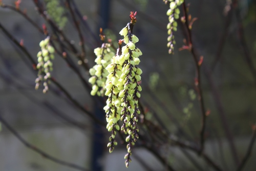 Fleurs de printemps