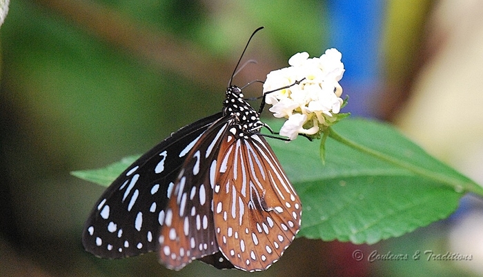 Tirumala Setentrionis