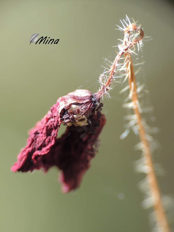 Curiositées de la nature...