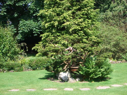Souvenirs d'Irlande:jardins japonais de Kildare.