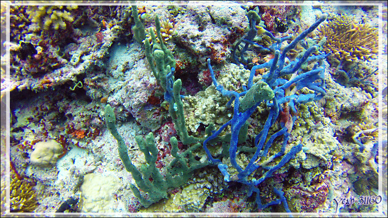 Eponge-corde de couleurs bleue et verte, rope sponge green and blue - Kuda Faru Thila - Atoll d'Ari - Maldives