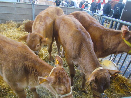 SALON DE L'AGRICULTURE 2017. PARIS . Troisième partie .