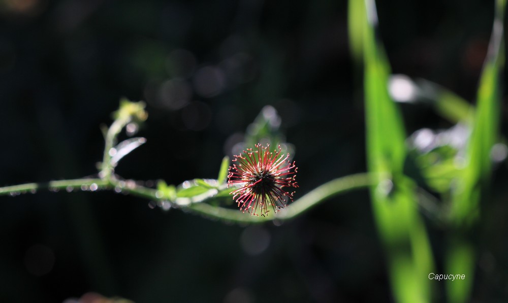 Feu d'artifices au jardin