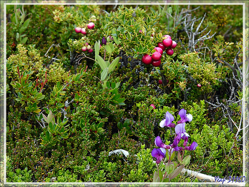 Gaulthérie mucronée, Pernettya mucronée, Bruyère épineuse, Chaura (Gaultheria mucronata) - Peninsula de Magallanes - Patagonie - Argentine