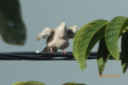 Il pleut ...z'oiseau se lave