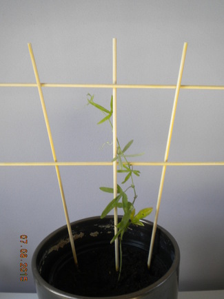 Passiflore bleue (Passiflora caerulea)