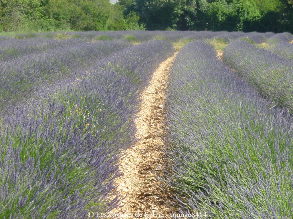 PAYS DE SAULT - LAVANDE JUIN 2020