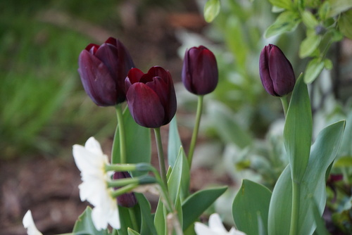 Mon fouillis de tulipes
