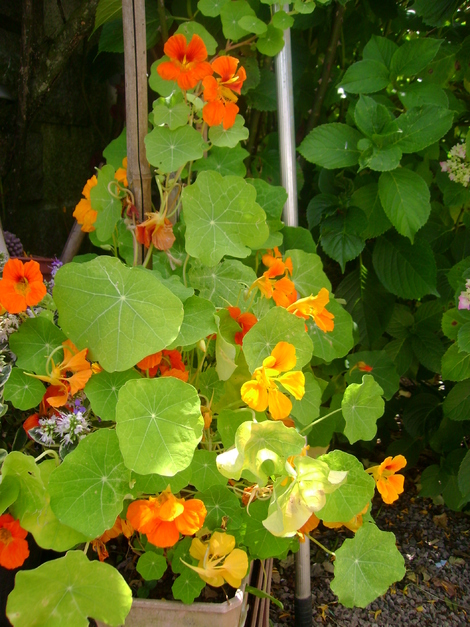 MON JARDIN DE FLEURS EN JUILLET .